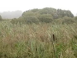 The Ballynewport Bog (2011)