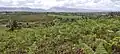 Bracken fronds emerging from uncultivated land that was recently burned of heather