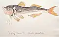 Grey Gurnard Trigla Gurnardus, 1805