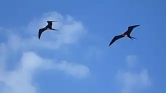 Magnificent frigatebird, North Seymour Island