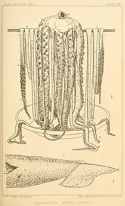 #30 (25/11?/1873), Line drawings taken from two photographs of the Logy Bay specimen (Verrill, 1880a:pl. 13). Note that the upper illustration is based on a slightly different frame to the preceding photo (as evidenced by the contrasting arrangement of arm tips on the lower left, which are closer to those seen in this version).