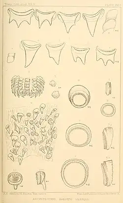 #30 (25/11?/1873), Suckers of the arms and tentacles and closeups of the radula and its associated teeth (Verrill, 1880a:pl. 16a)