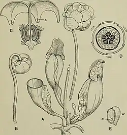 1904 anatomical illustration