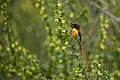 A fire-tailed sunbird rests lightly on a flowering branch inside Sagarmatha National Park, Nepal.
