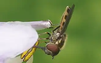 Platycheirus scutatus