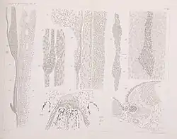 Plate showing sections of dogfish and toadfish embryos