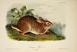 Illustration of a swamp rabbit labeled "swamp hare"