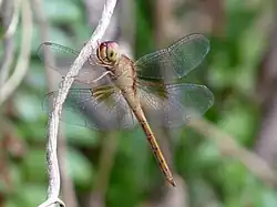 Young male viewed from under