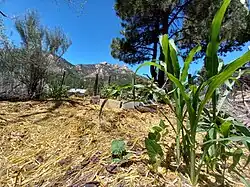 Hopi Blue Corn, Pole Beans, and Sugar Pumpkins at 6000'