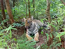 A tiger, laying among trees and plants, in the Tadoba Andhari Tiger Reserve