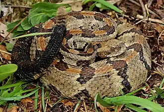 Timber rattlesnakes, in situ