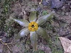 Tiputinia foetida on forest floor at Tiputini Biodiversity Station, Napo, Ecuador (April 2005)