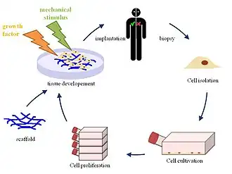 A visual representation of tissue engineering principles, demonstrating the creation of functional tissues using a combination of engineering and biological concepts