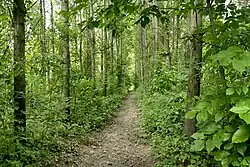 Artificially planted forest near Algyő (Tisza river)