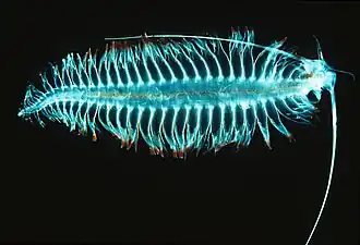 Tomopteris, a planktonic segmented worm with unusual yellow bioluminescence[398]