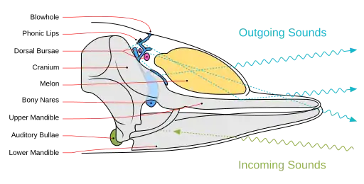 Diagram illustrating sound generation, propagation, and reception in a toothed whale. Outgoing sounds are in cyan and incoming ones are in green
