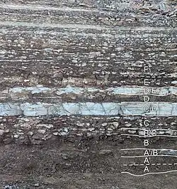 Outcrop of Ordovician kukersite oil shale, northern Estonia