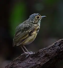 Spotted antpitta