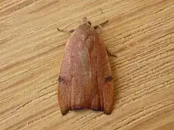 A brownish moth seen from above