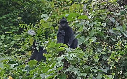 Two Hatinh Langurs in the treetops.