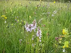 photograph of a meadow