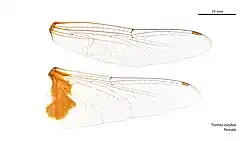 Female wings