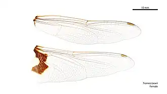 Photo of female wings