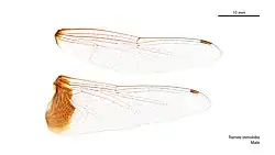 Male wings