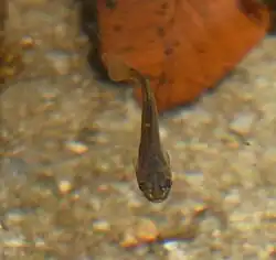 Photo of an adult in its habitat in front-top view