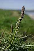 Sea arrowgrass (Triglochin maritima) is found at the site.