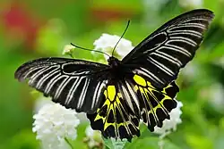 Golden birdwing (Troides aeacus)