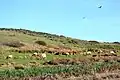 Herd of tule elk on Tomales Point Trail