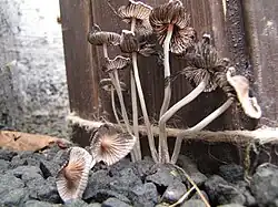 photo of Tulosesus subimpatiens