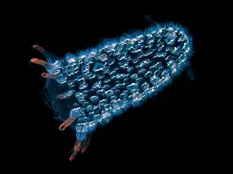 Pyrosomes are free-floating bioluminescent tunicates made up of hundreds of individuals.
