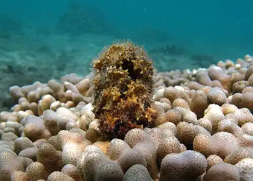 Turbinaria ornata detaches older buoyant fronds that travel on surface currents, sometimes in large rafts.