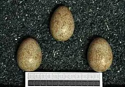 Three greenish eggs