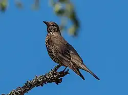 Mistle thrush, Vaxholm, Stockholm