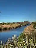 Typha orientalis typically grows in wetlands, such as in the Brooklands Lagoon along the Styx River in Christchurch, New Zealand
