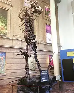 Tyrannosaurus rex skeleton located at the museum entrance
