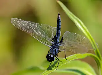 Male in obelisk posture; Kasane area, Botswana