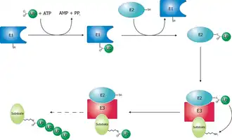 Schematic diagram of the ubiquitylation system.