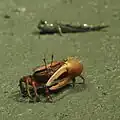 A fiddler crab