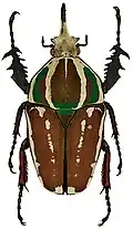 Mecynorhina ugandensis var. knirschi Tesař with green marks