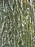 Bark of 35-year-old 'Lobel'