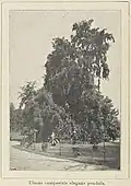 Ulmus campestris elegans pendula, The Netherlands, 1910