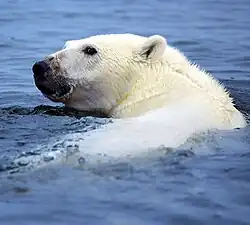 A white polar bear's head popping out of the water, with a black snout and eyes