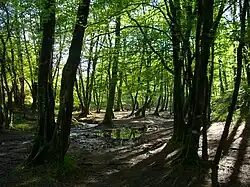 Legendary forest Brocéliande in Paimpont forest