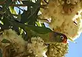 Varied lorikeet at Cloncurry, Queensland