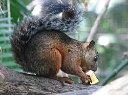 S. v. rigidus in San José, Costa Rica