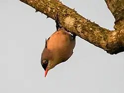 Velvet-fronted nuthatch (Sitta frontalis)